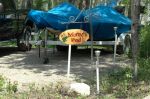 Wooden sign frog reeds